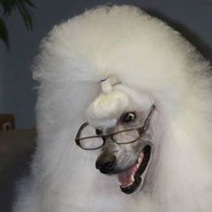 Meet your Posher, George